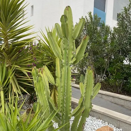 Oasis